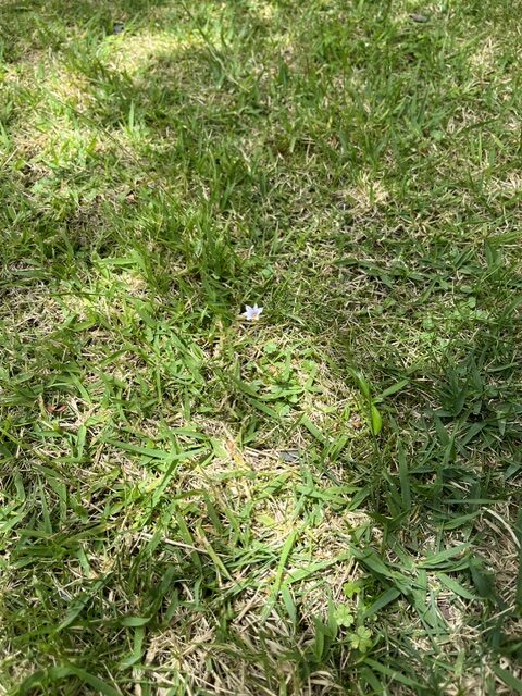 小さな花の画像